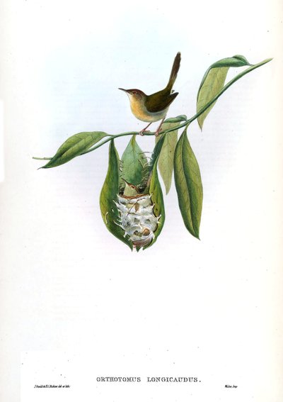 Orthotomus Longicaudus = Orthotomus Sutorius Longicaudus by John Gould